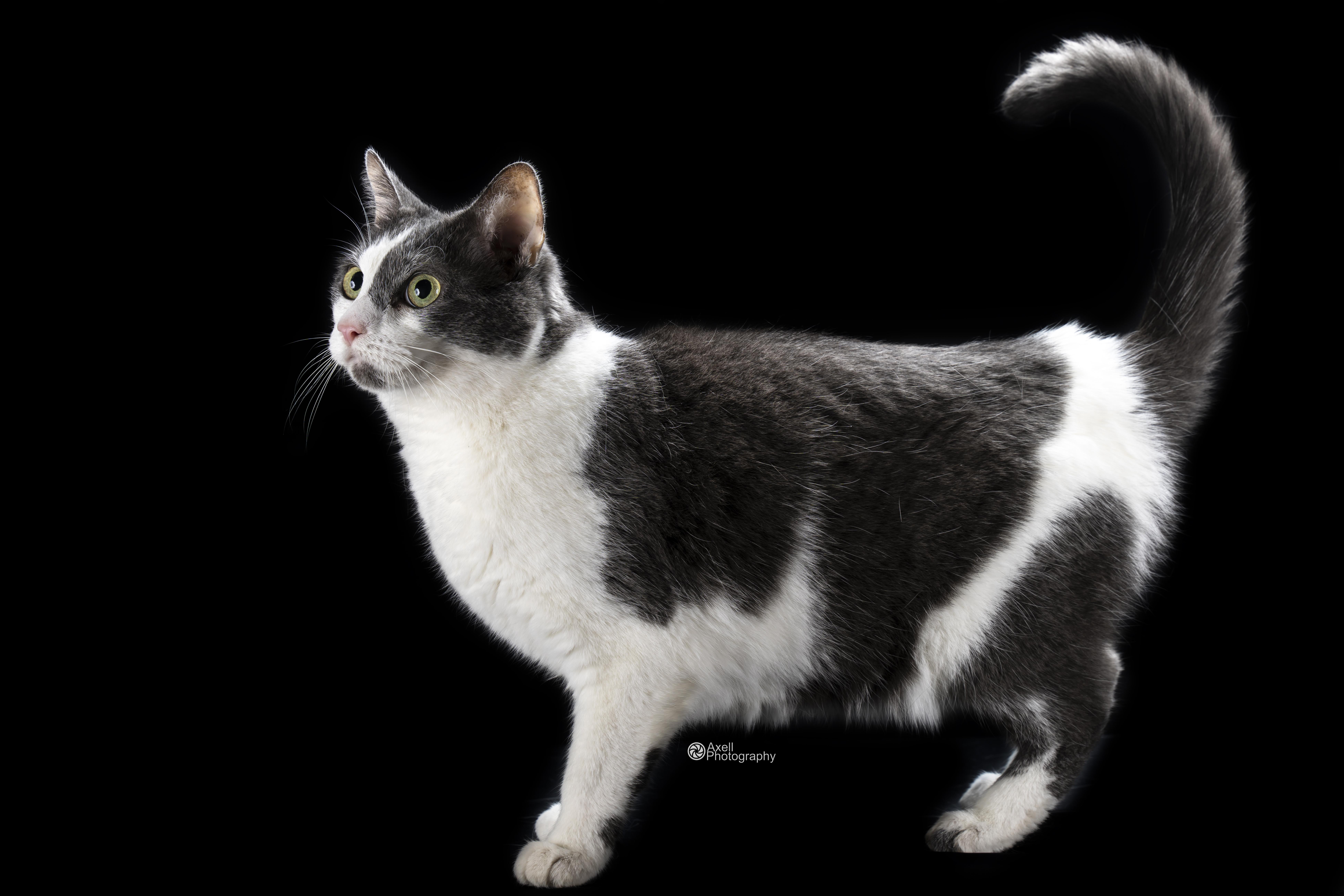 Boudi, a Adoptable Domestic Short Hair in Winthrop, ME image 2/3