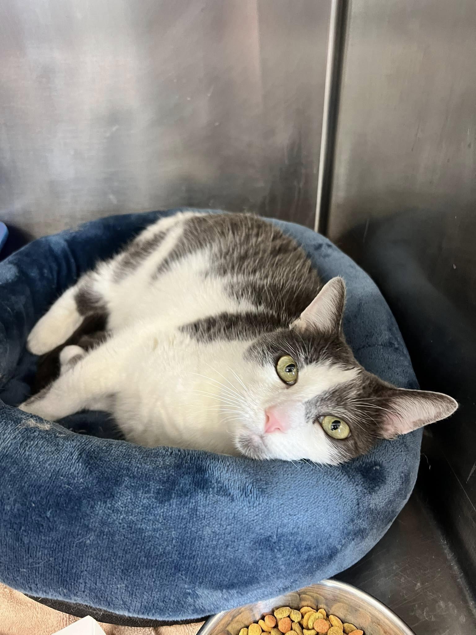 Boudi, a Adoptable Domestic Short Hair in Winthrop, ME image 3/3