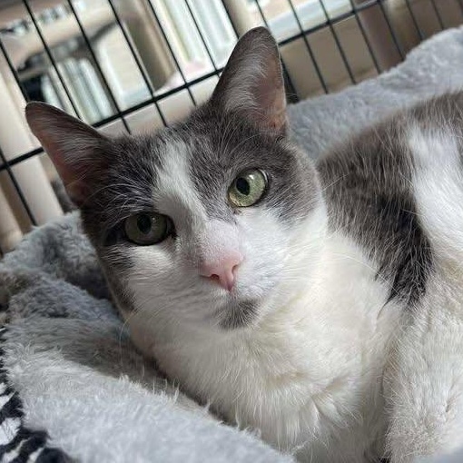 Boudi, Adoptable, Senior Female Domestic Short Hair.