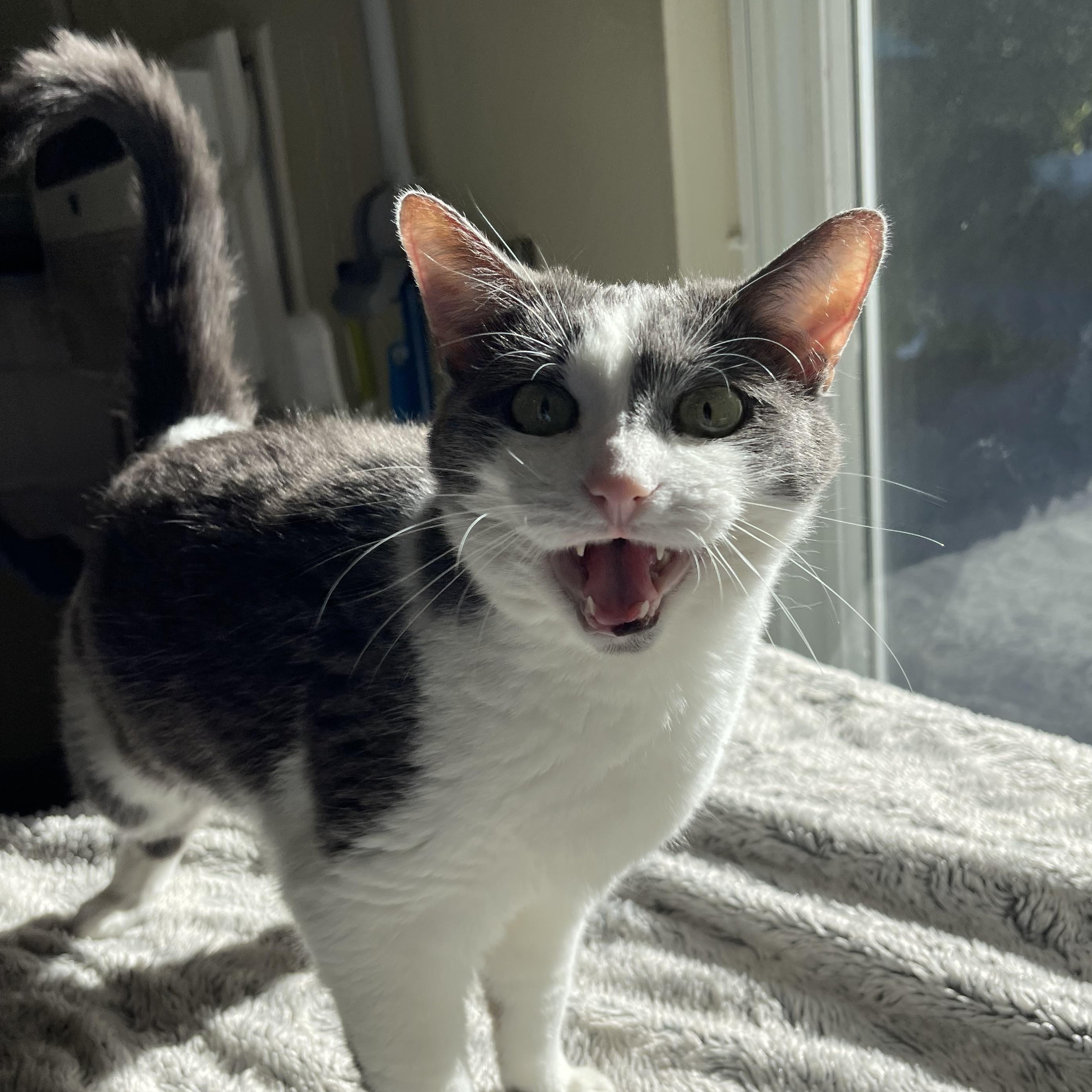 Boudi, Adoptable, Senior Female Domestic Short Hair.