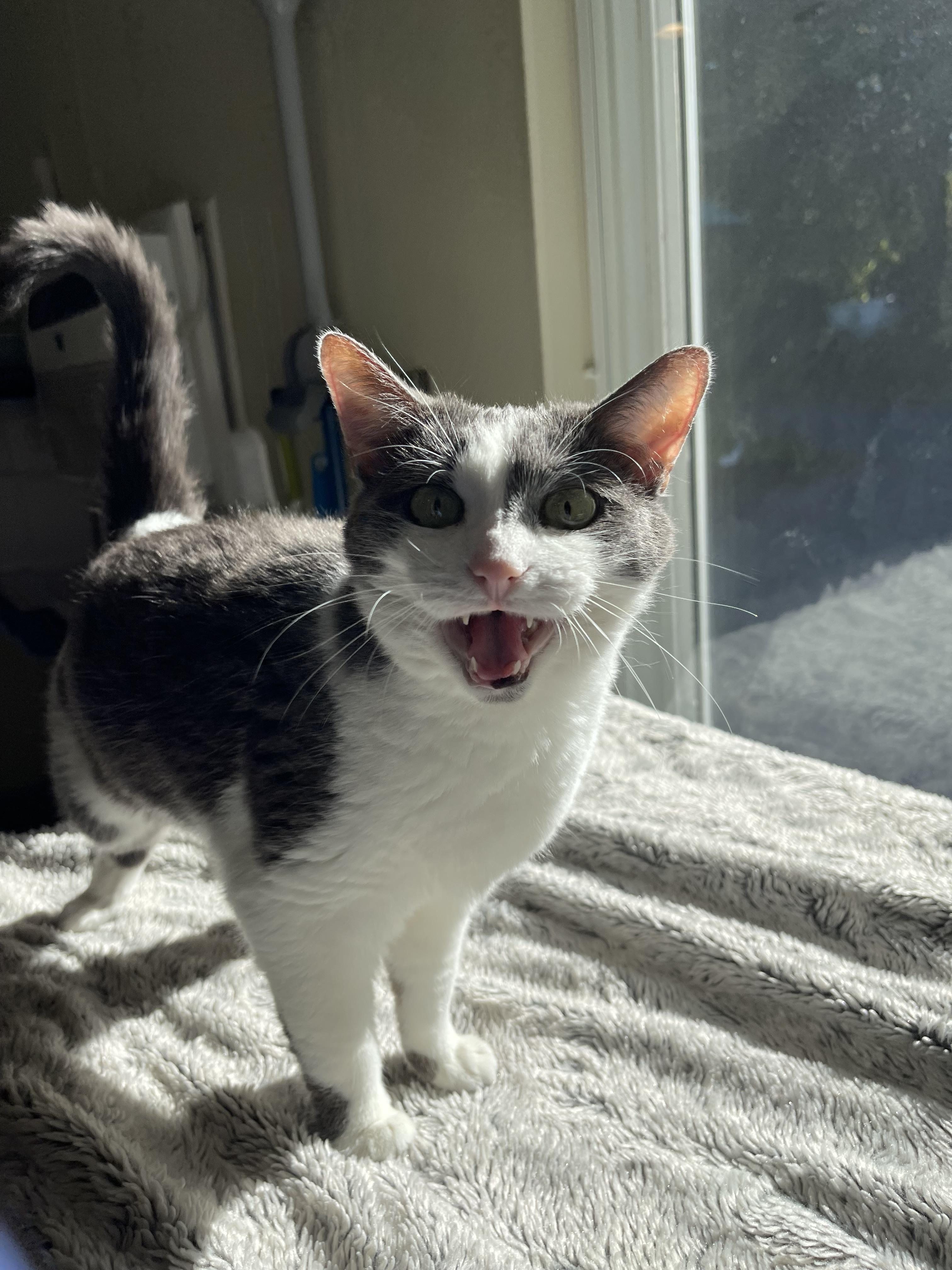Boudi, an adoptable Domestic Short Hair in Winthrop, ME, 04364 | Photo Image 1