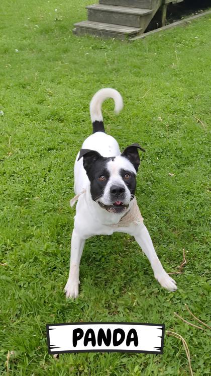 Panda, a Adoptable mixed breed in Ashtabula, OH image 1/3