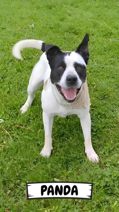 Panda, Adoptable, Adult Male American Staffordshire Terrier & Mixed Breed.
