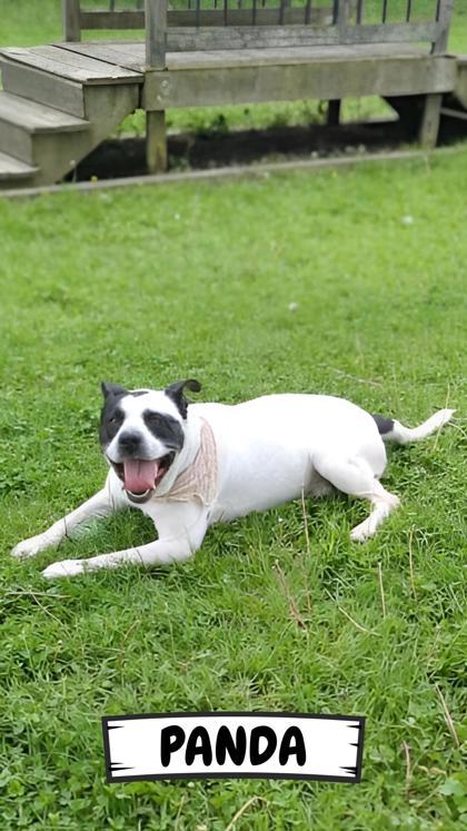 Enlarge Panda, a Adoptable mixed breed in Ashtabula, OH image 1/3