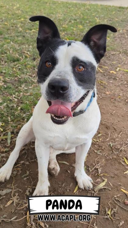 Panda, Adoptable, Adult Male American Staffordshire Terrier & Mixed Breed.