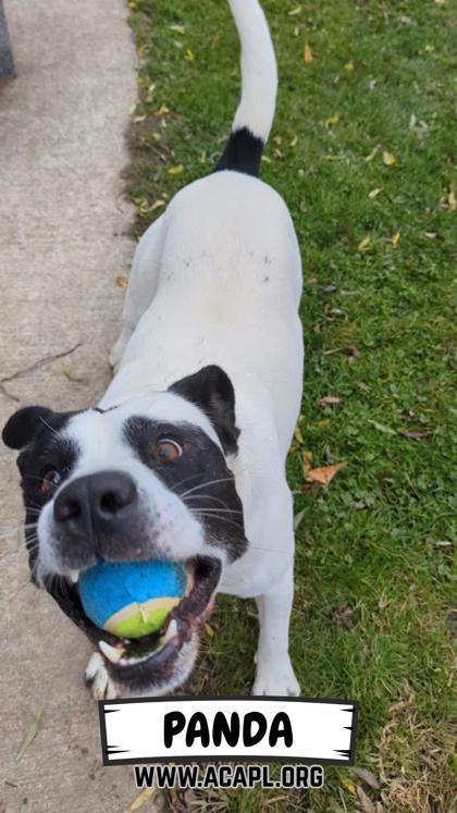 Enlarge Panda, a Adoptable mixed breed in Ashtabula, OH image 2/3