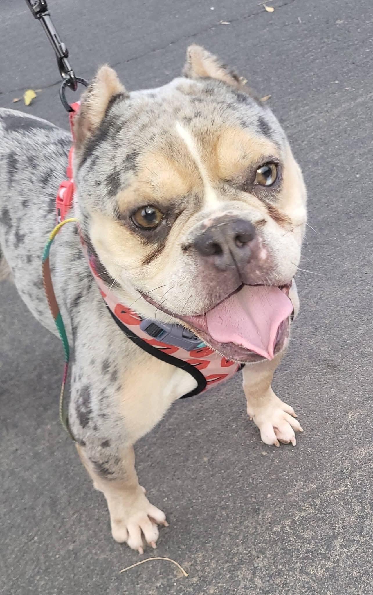 Shelly, ADOPTABLE, Adult Female French Bulldog.