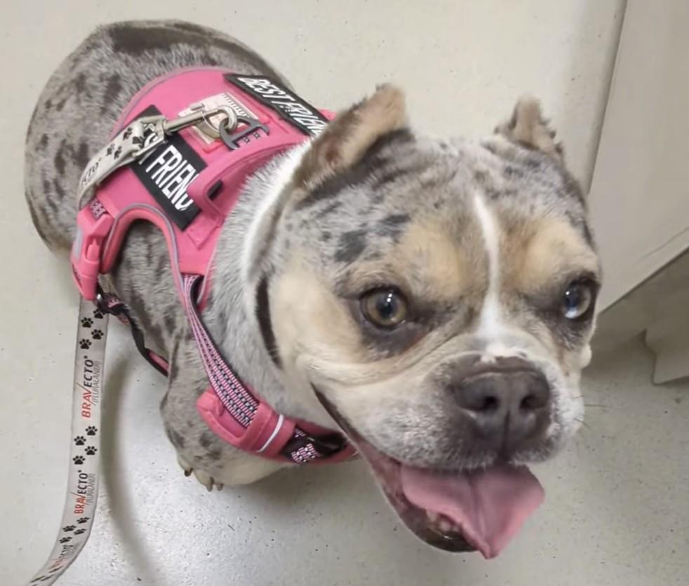 Bubbles, a ADOPTABLE mixed breed in Oakland, CA image 5/6