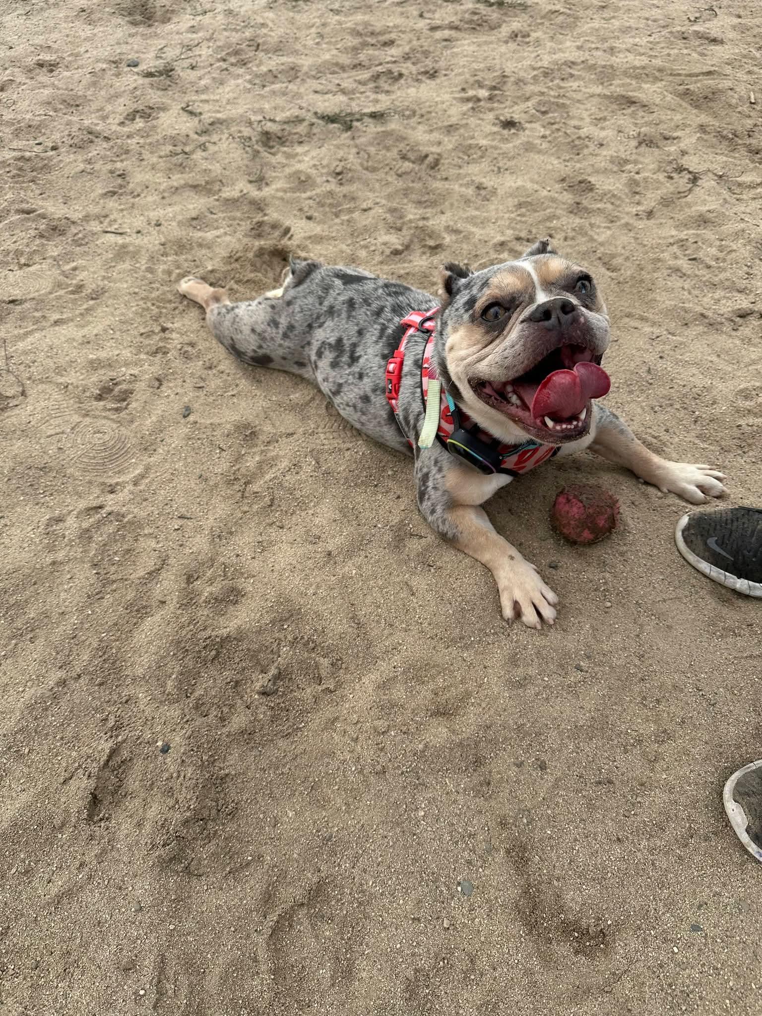 Bubbles, ADOPTABLE, Adult Female Bulldog & French Bulldog.