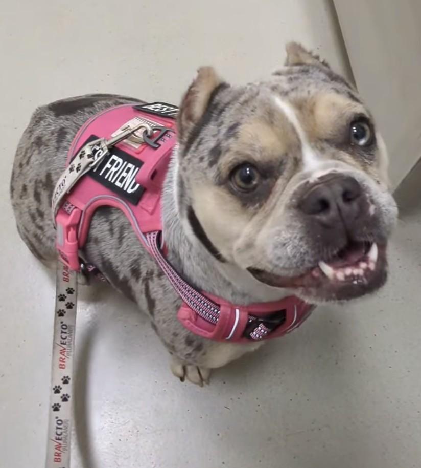 Bubbles, a ADOPTABLE mixed breed in Oakland, CA image 2/6