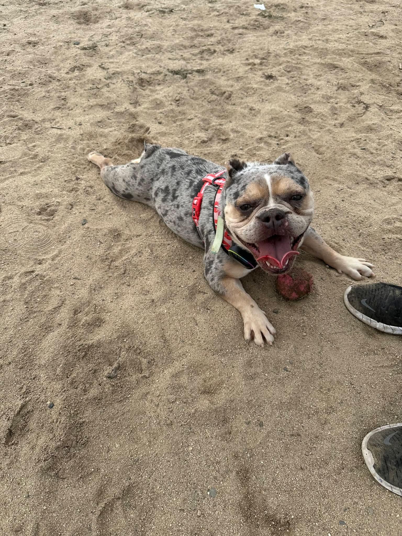 Enlarge Shelly, a ADOPTABLE French Bulldog in Oakland, CA image 3/3