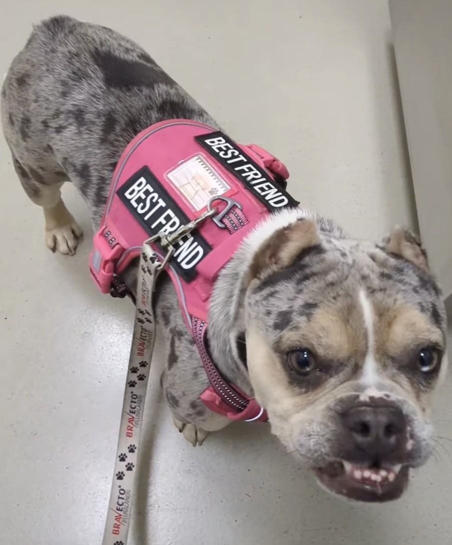 Bubbles, a ADOPTABLE mixed breed in Oakland, CA image 6/6