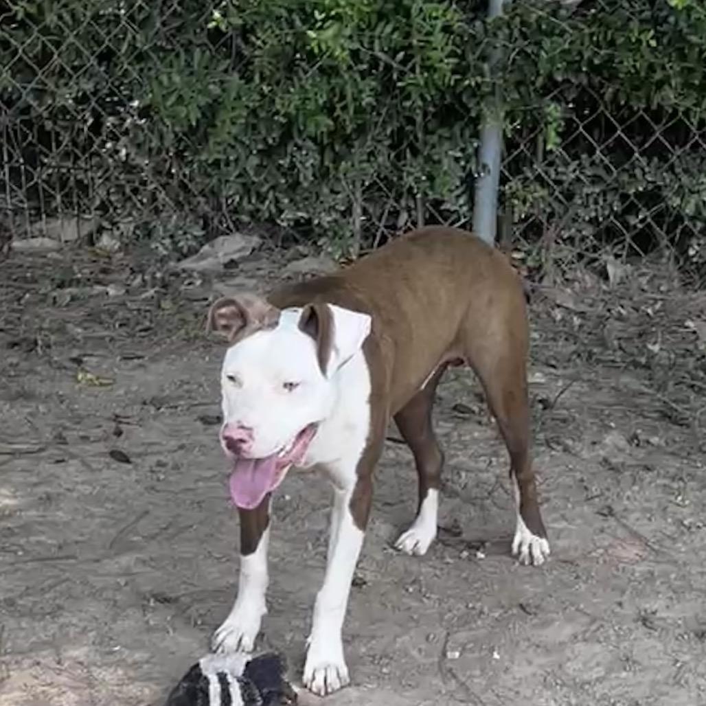 Steve, Adoptable, Young Male Mixed Breed & Pit Bull Terrier.
