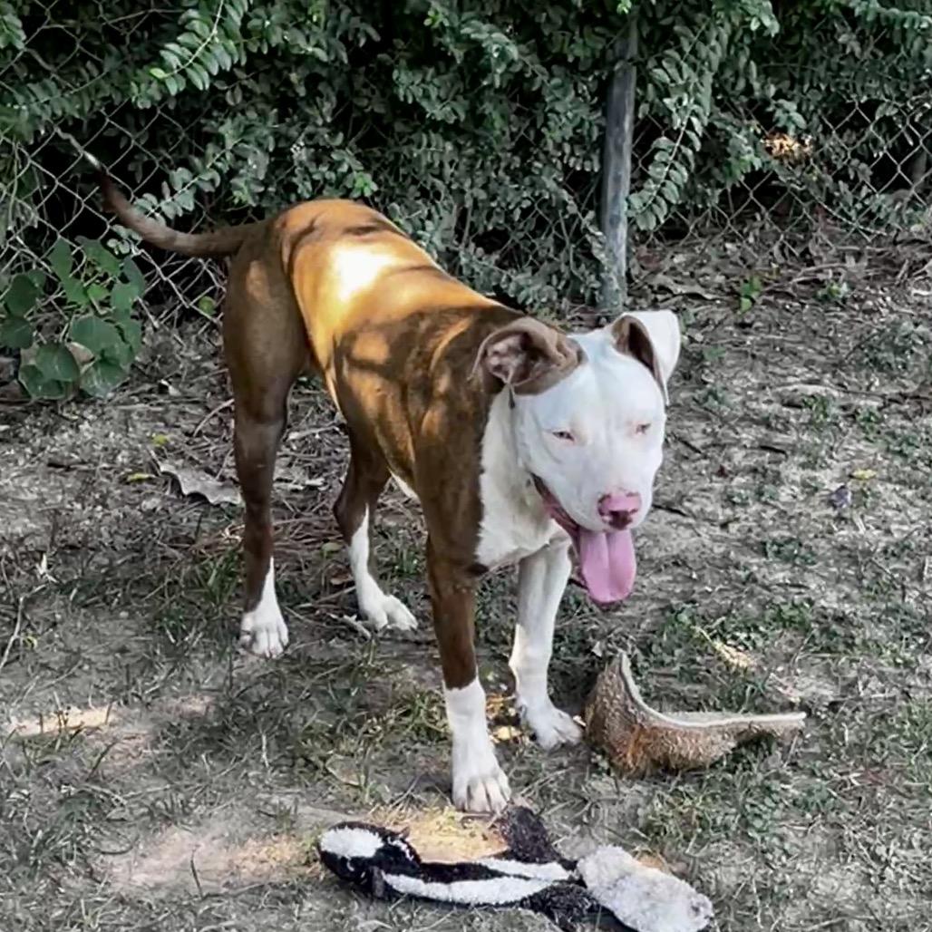 Steve, a Adoptable mixed breed in Oakdale, LA image 2/3