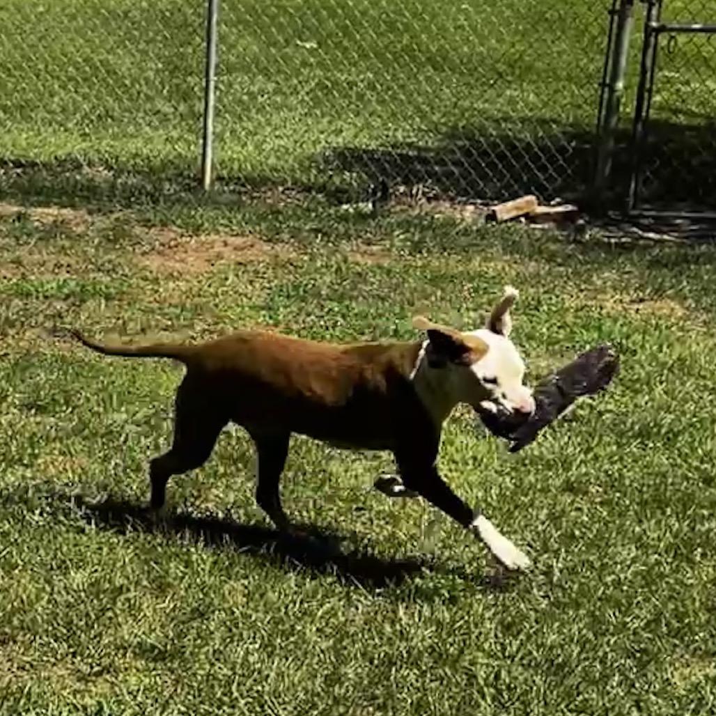Steve, a Adoptable mixed breed in Oakdale, LA image 3/3