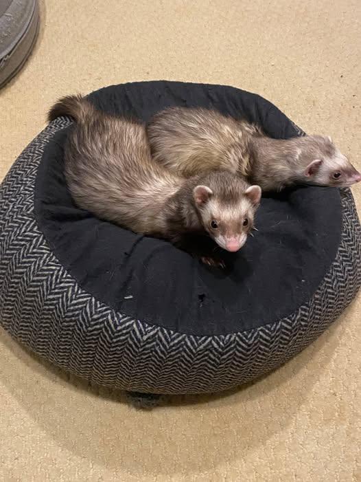 Enlarge Bell, a Adoptable Ferret in Acworth, GA image 1/1
