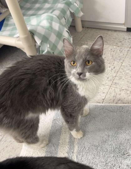 Adam, Adoptable, Kitten Male Domestic Medium Hair & Domestic Short Hair.