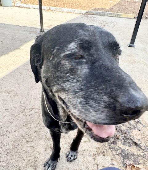 Enlarge Rex, a Adoptable Black Labrador Retriever in Houston, TX image 1/3