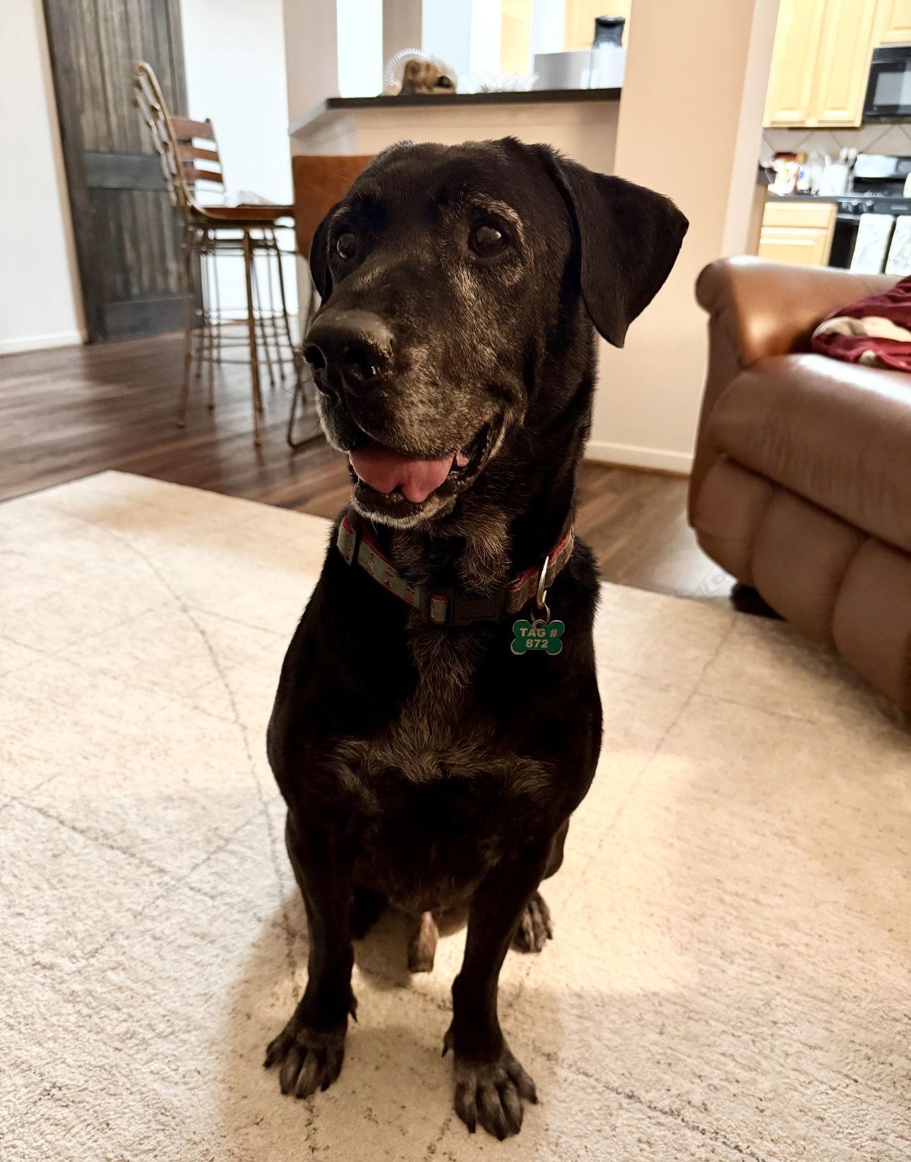 Enlarge Rex, a Adoptable Black Labrador Retriever in Houston, TX image 2/3