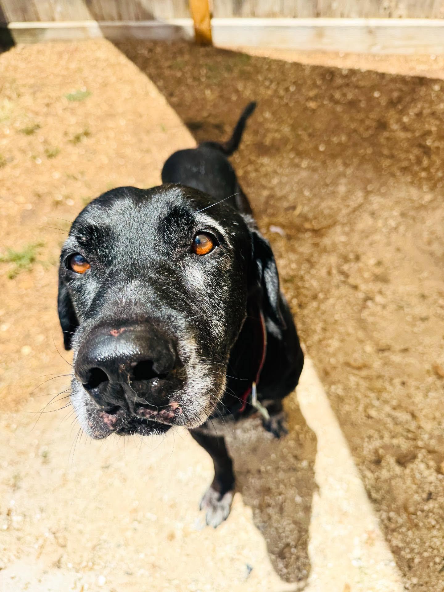 Enlarge Rex, a Adoptable Black Labrador Retriever in Houston, TX image 3/3