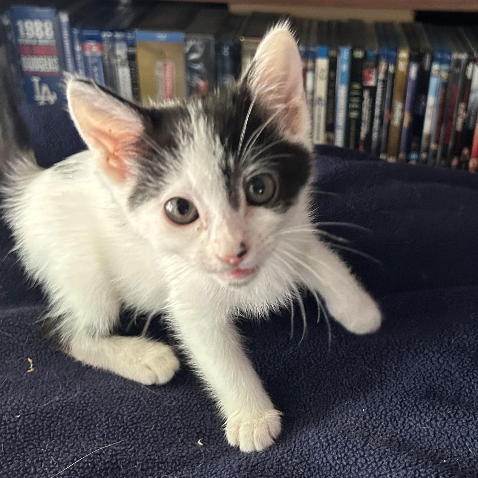 Lefty (Courtesy Post), Adoptable, Adult Female Domestic Short Hair.