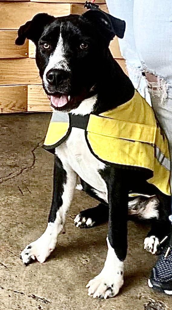 Daddio, a Adoptable Mixed Breed in Munford, TN image 1/3