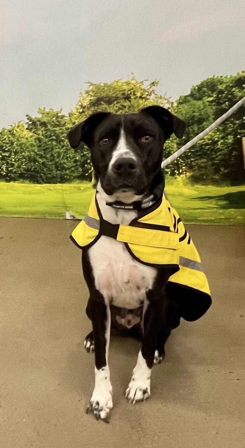 Daddio, Adoptable, Puppy Male Mixed Breed.