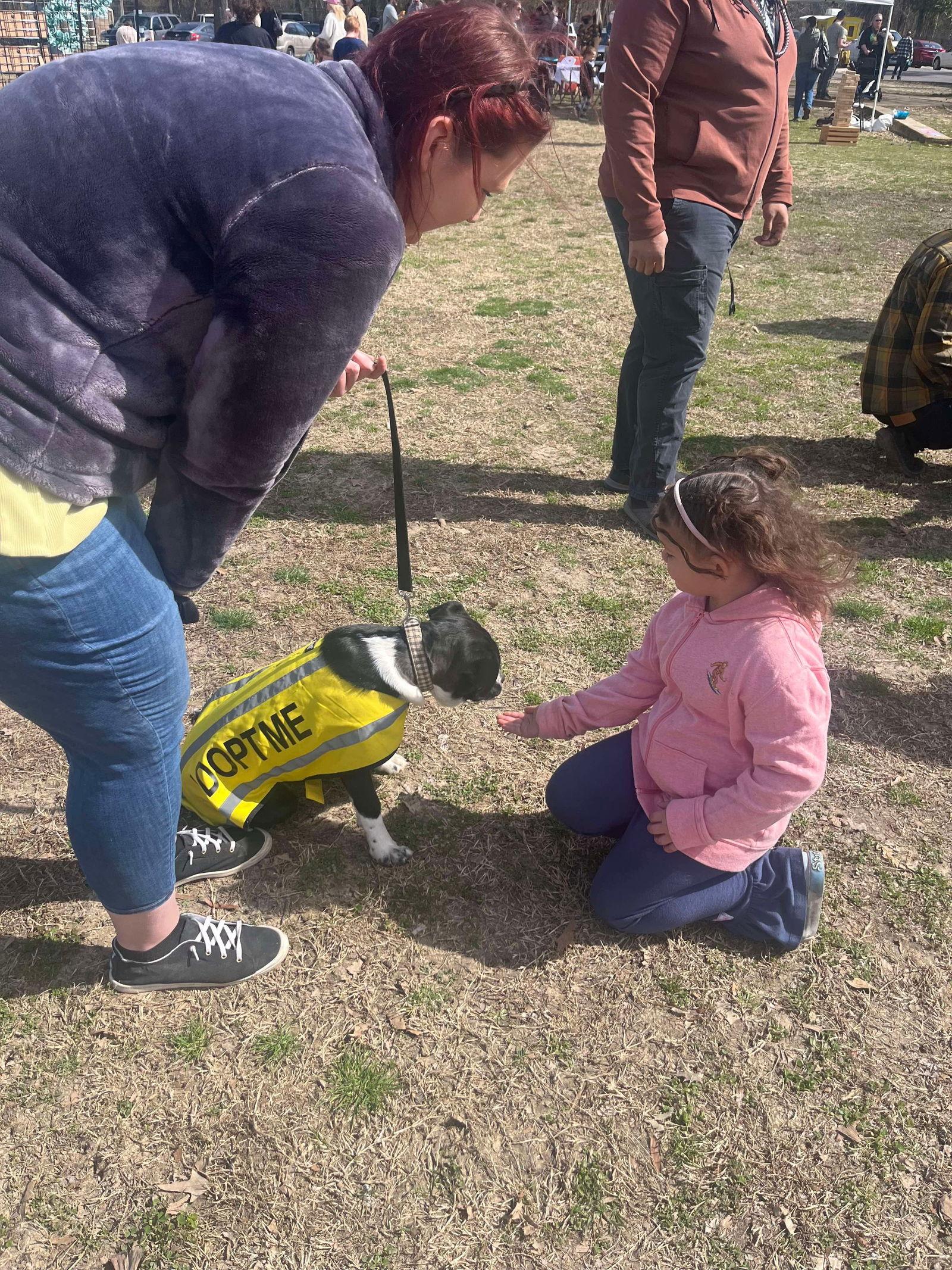 Daddio, a Adoptable Mixed Breed in Munford, TN image 2/3