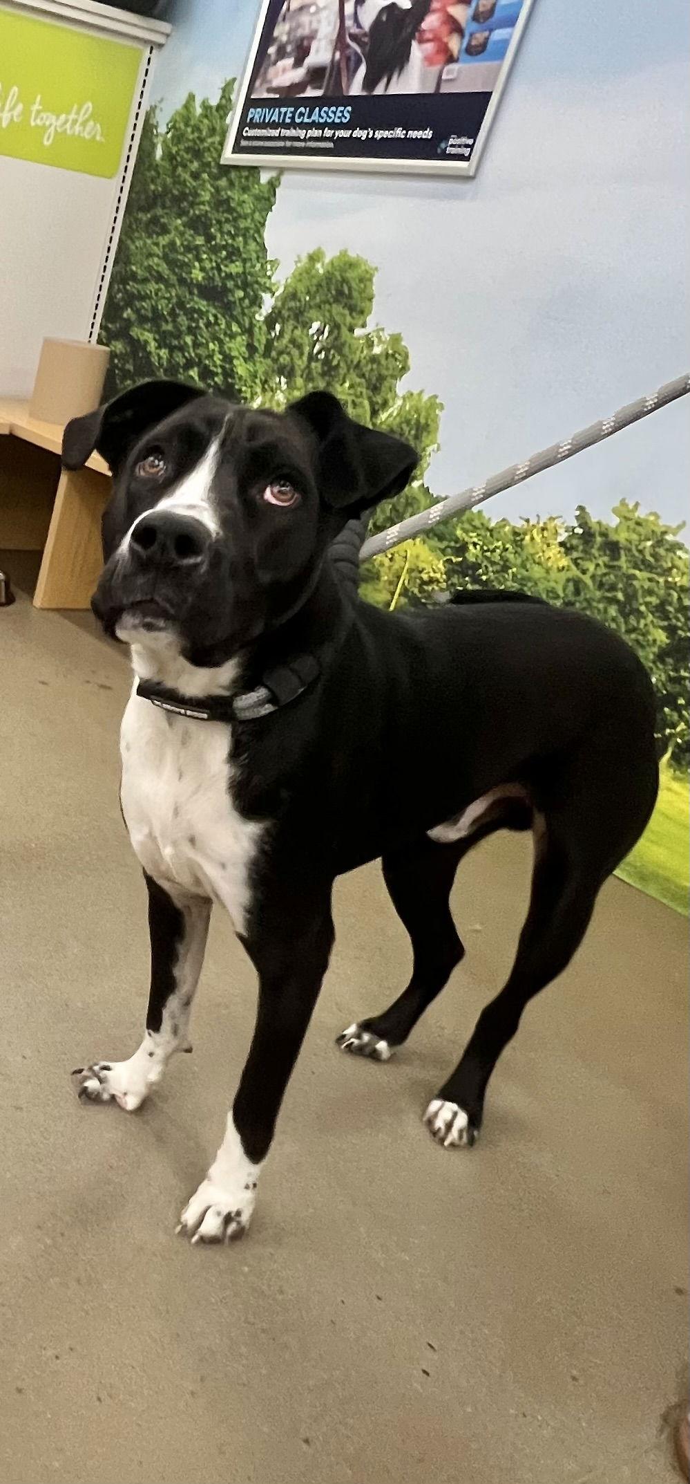 Enlarge Daddio, a Adoptable Mixed Breed in Munford, TN image 2/3