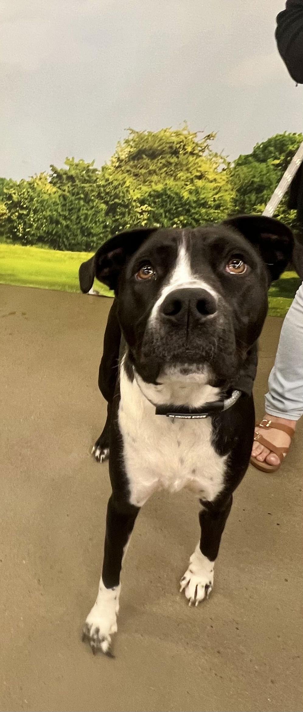 Enlarge Daddio, a Adoptable Mixed Breed in Munford, TN image 3/3