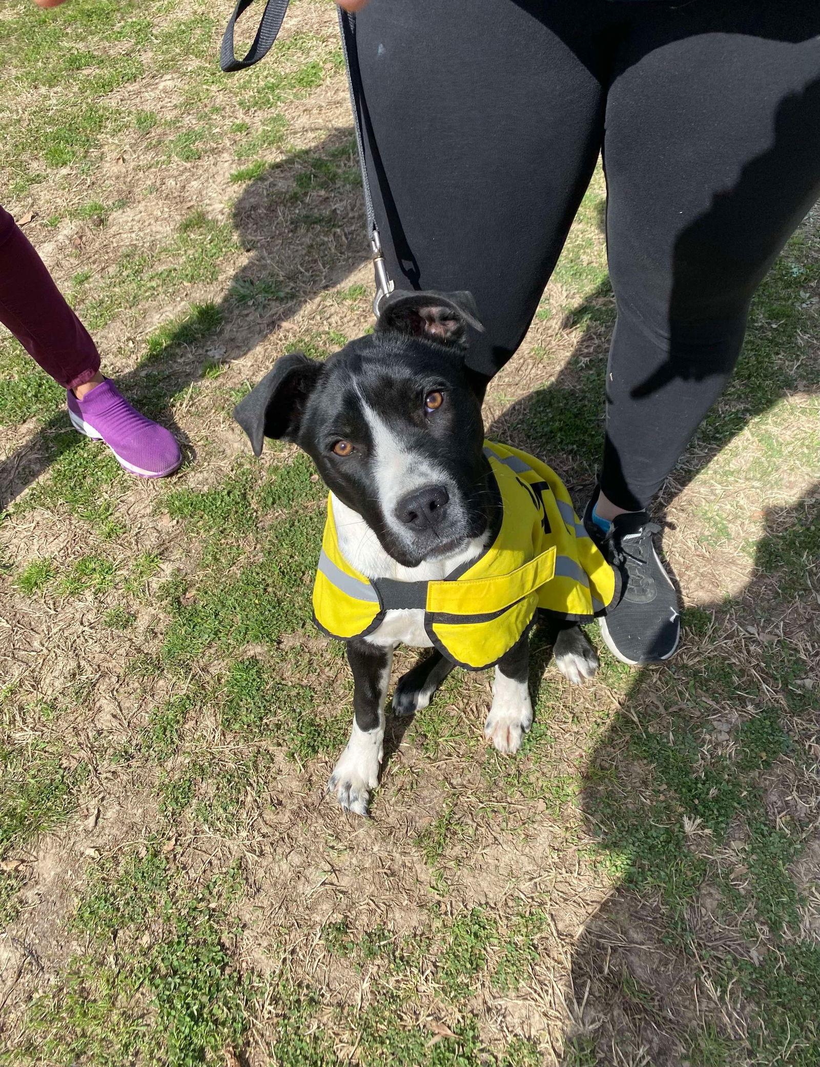 Daddio, a Adoptable Mixed Breed in Munford, TN image 3/3