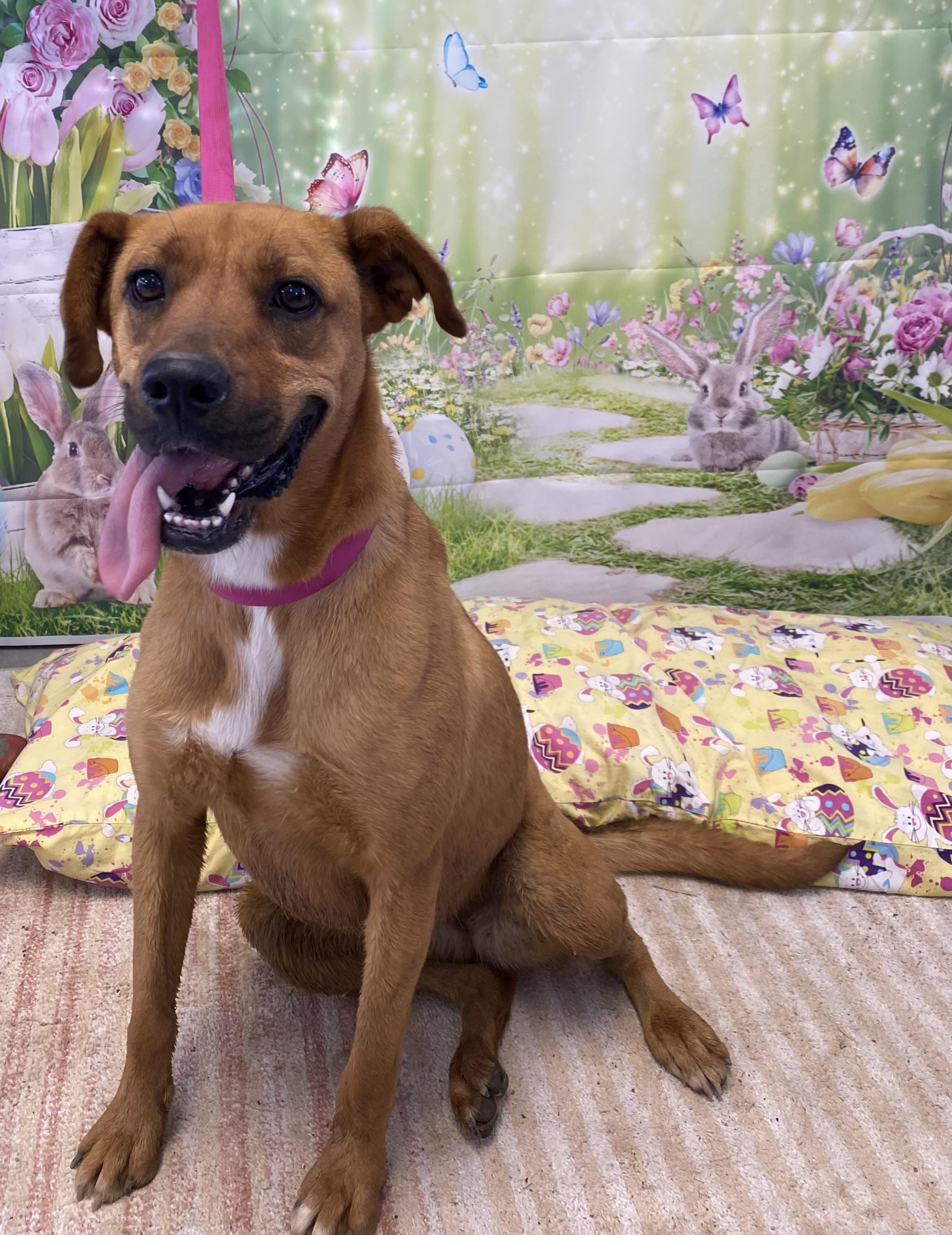 Duckie, a Adoptable Mixed Breed in Lubbock, TX image 5/5