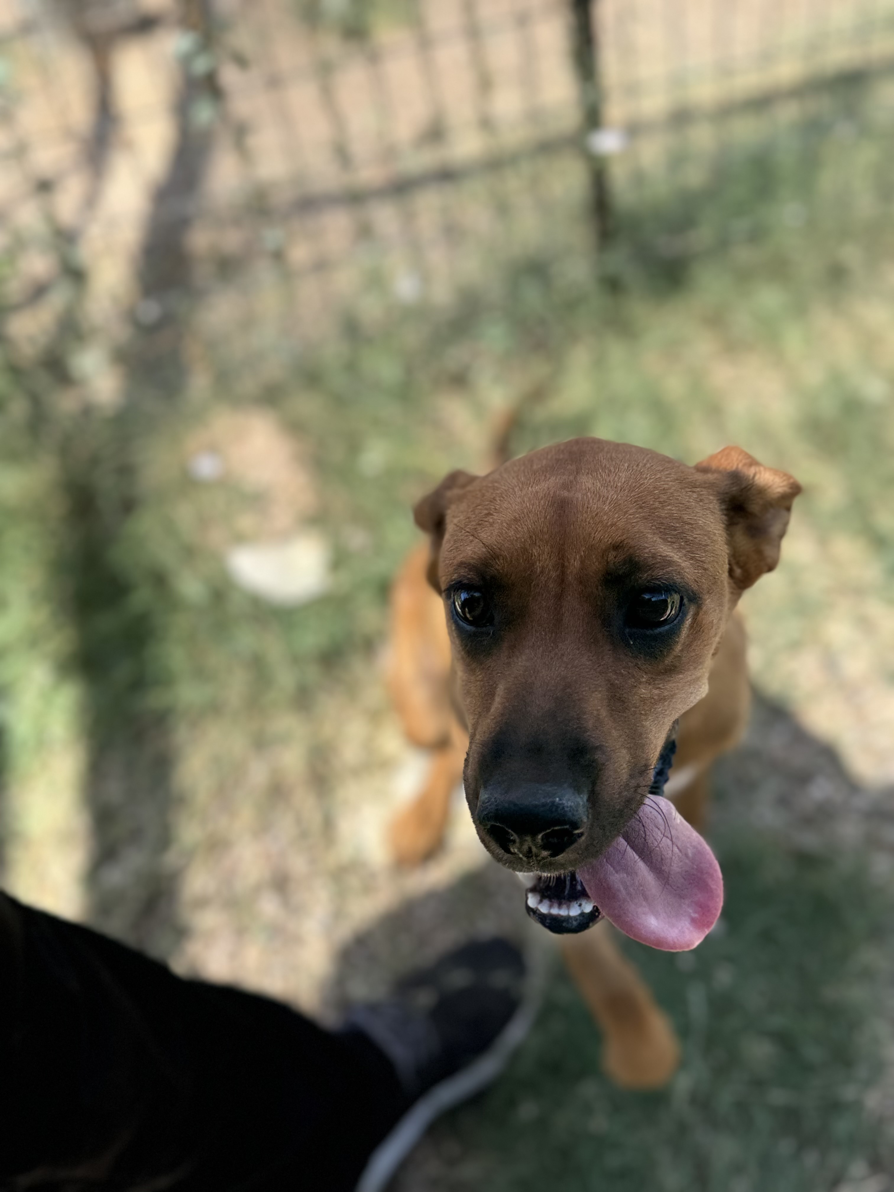 Enlarge Duckie, a Adoptable Mixed Breed in Lubbock, TX image 3/5