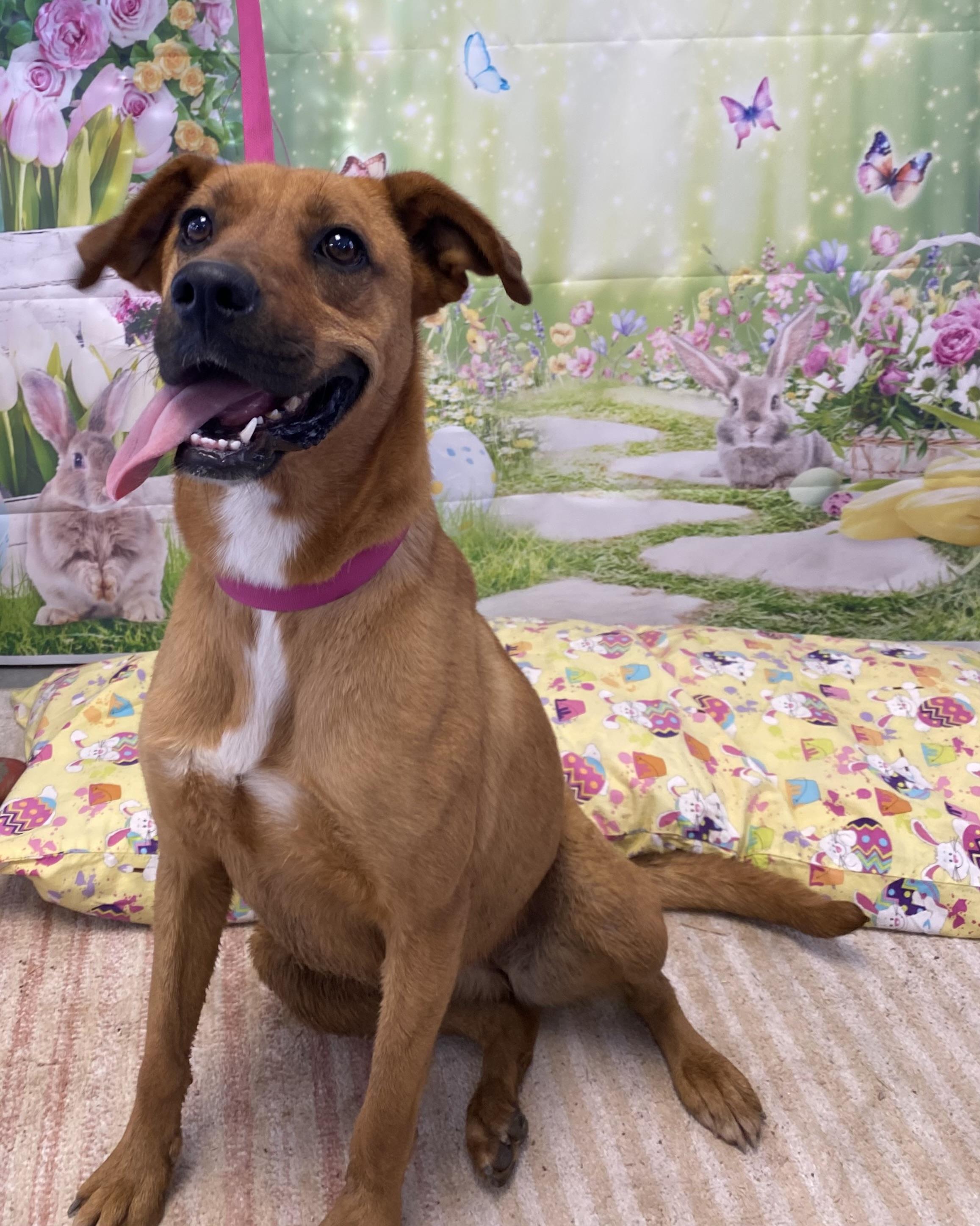 Duckie, a Adoptable Mixed Breed in Lubbock, TX image 4/5