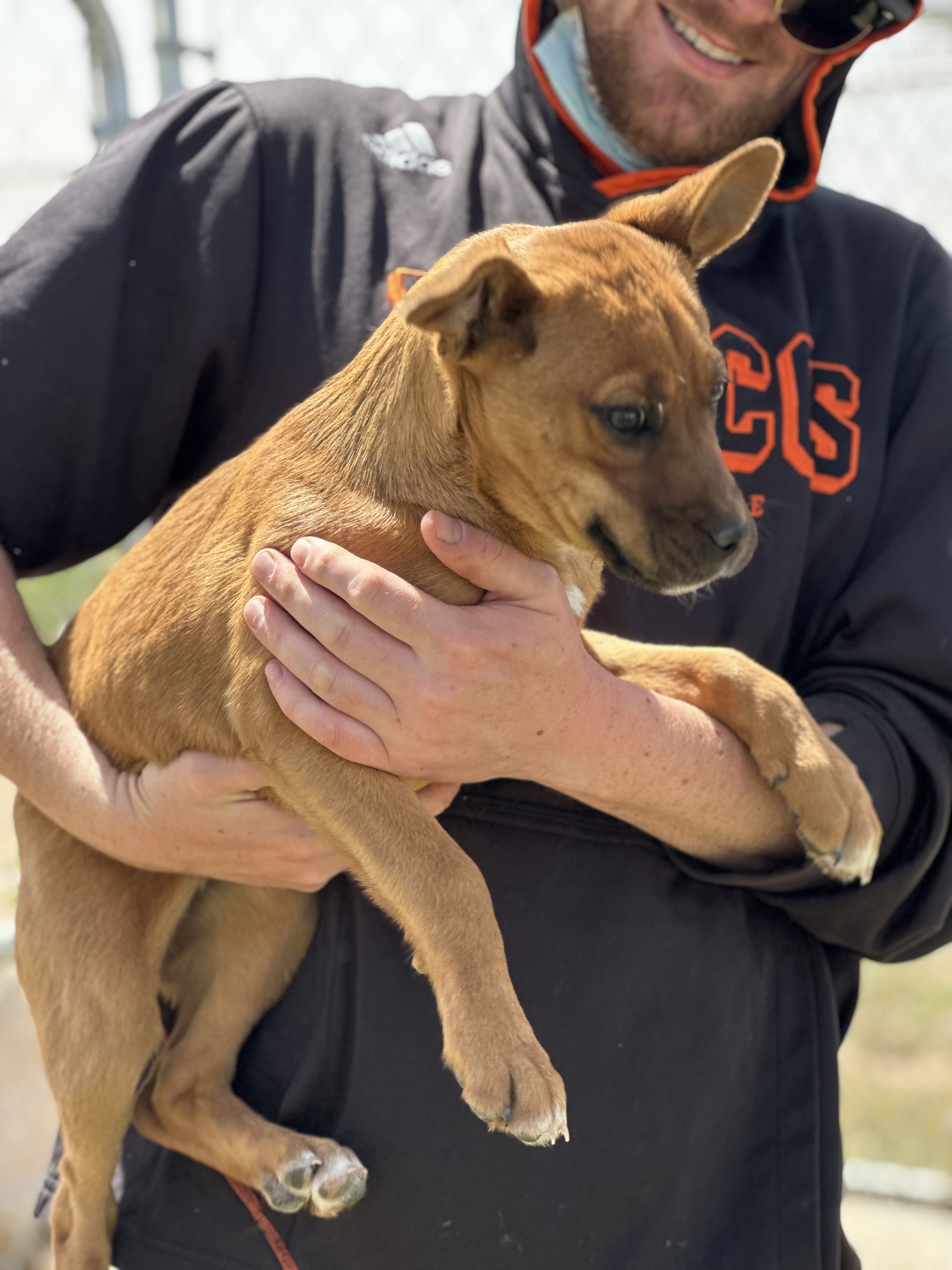 Enlarge Duckie, a Adoptable Mixed Breed in Lubbock, TX image 4/5
