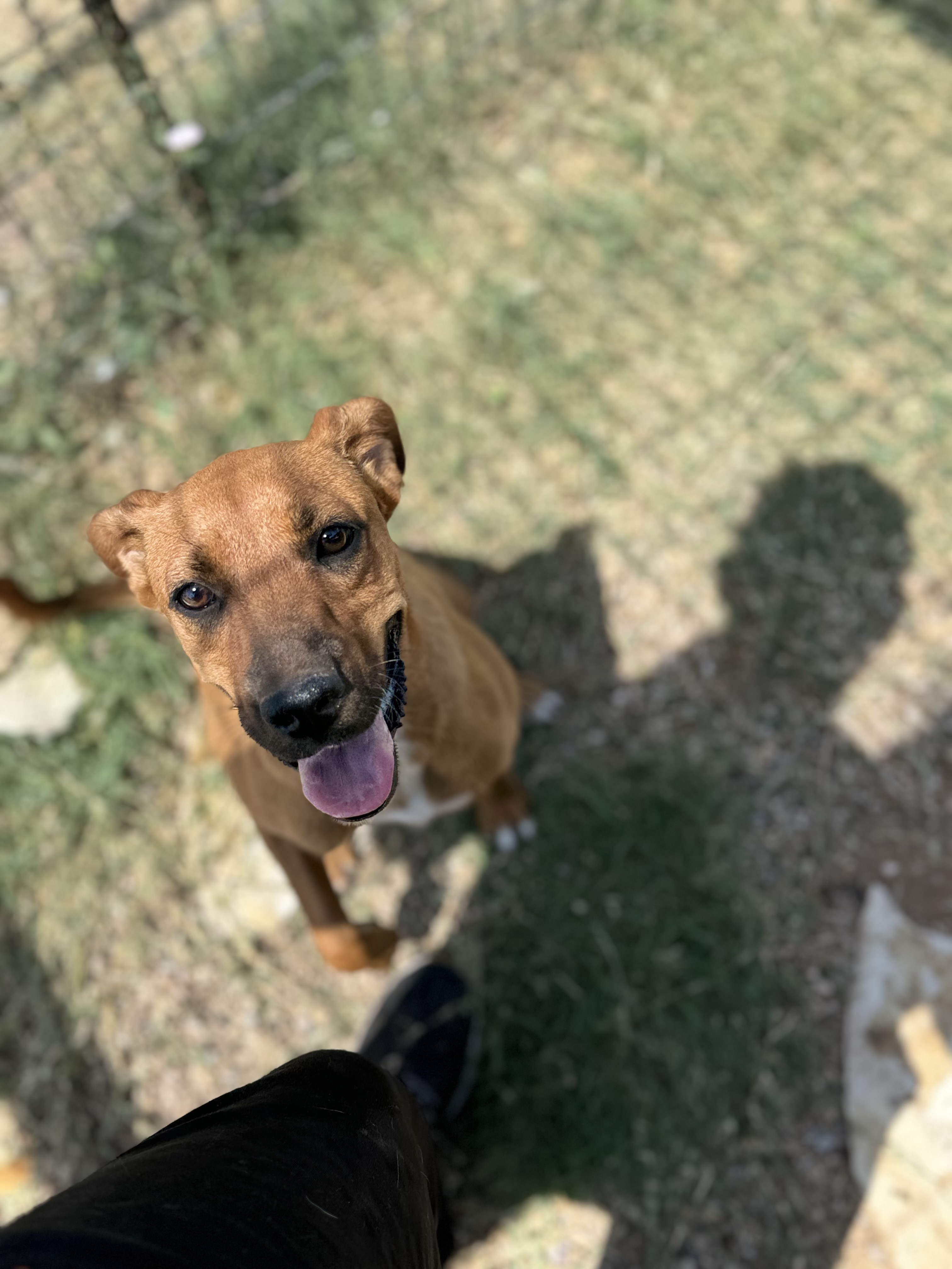 Enlarge Duckie, a Adoptable Mixed Breed in Lubbock, TX image 2/5