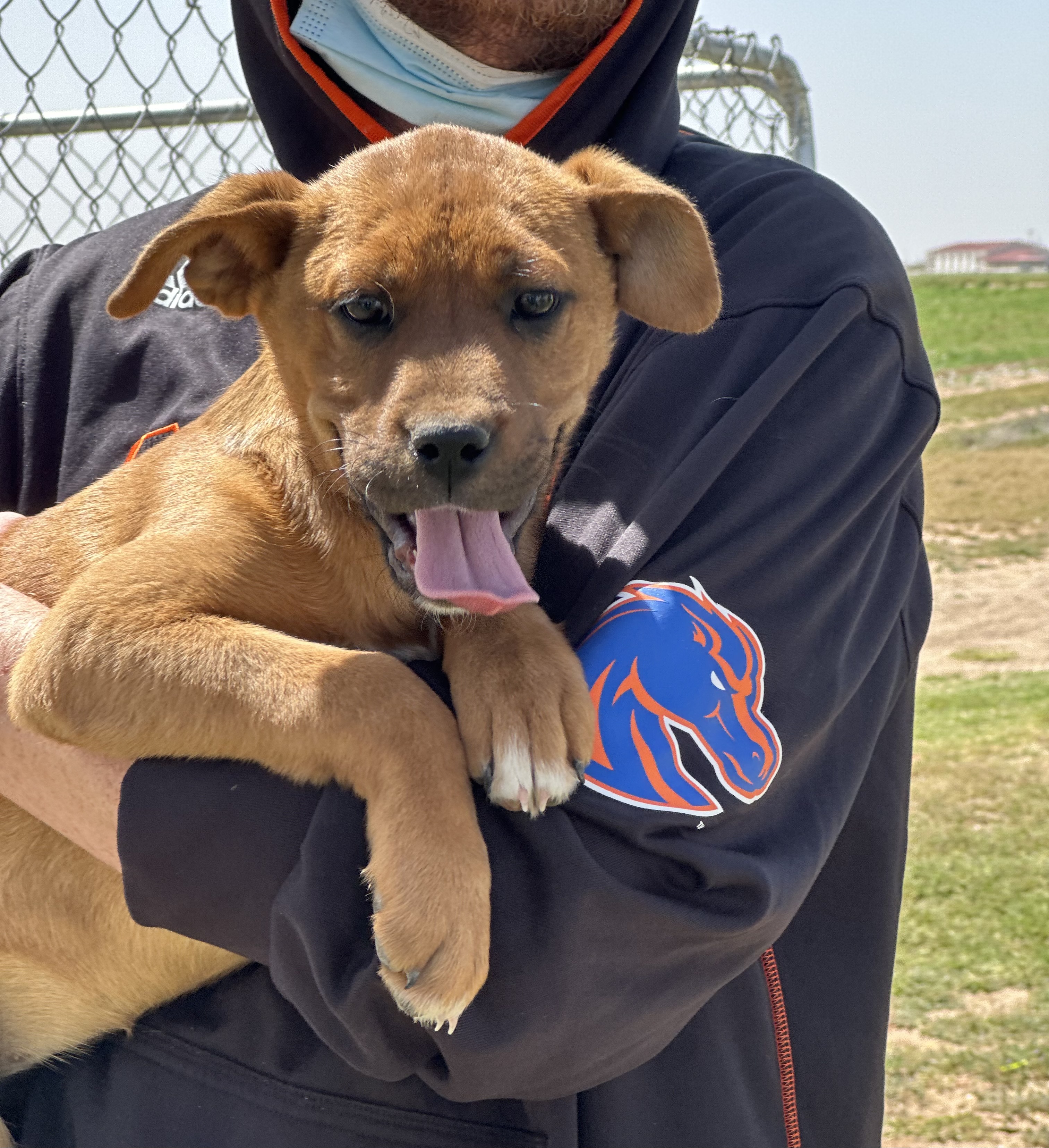 Enlarge Duckie, a Adoptable Mixed Breed in Lubbock, TX image 5/5
