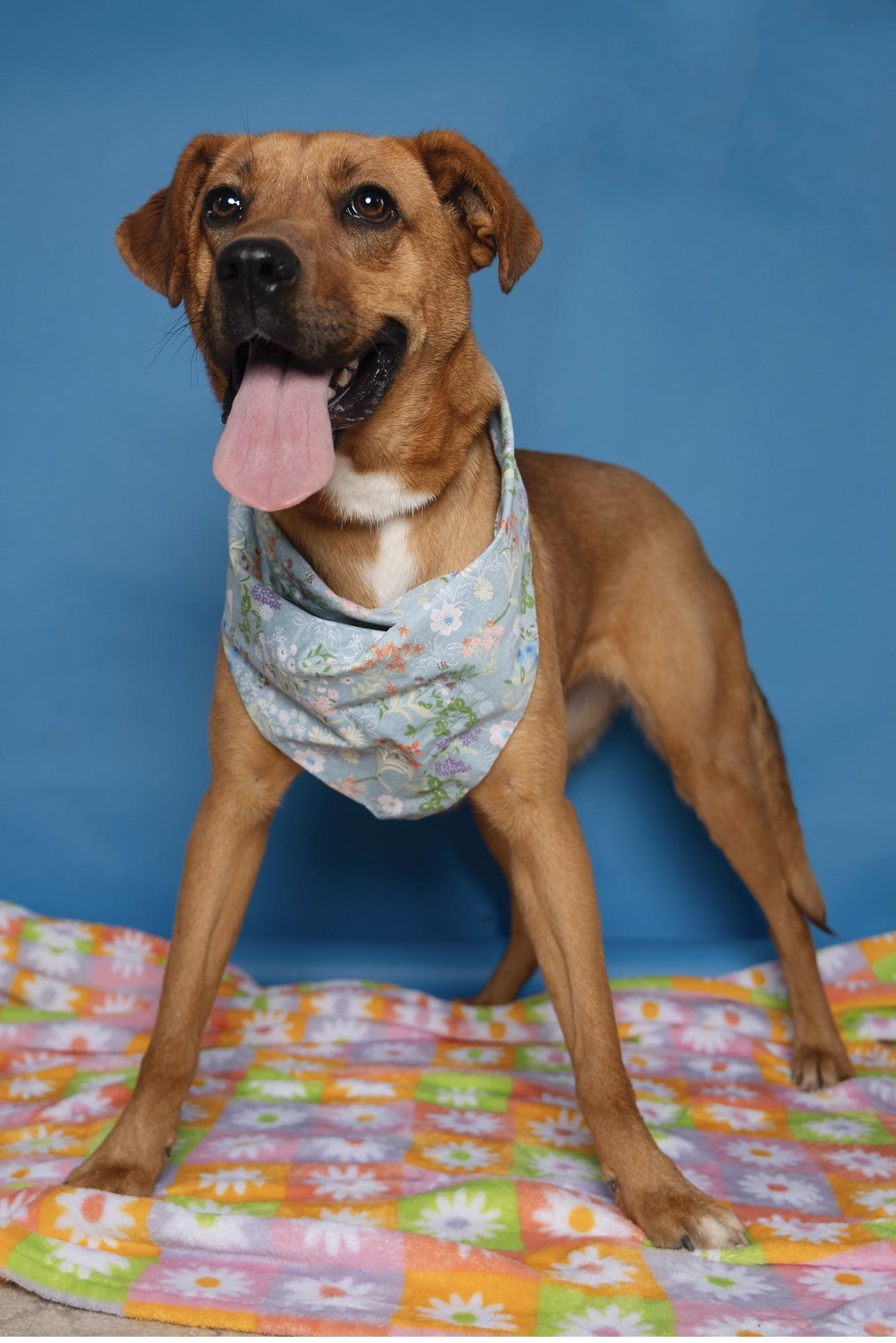 Duckie, Adoptable, Young Female Mixed Breed.