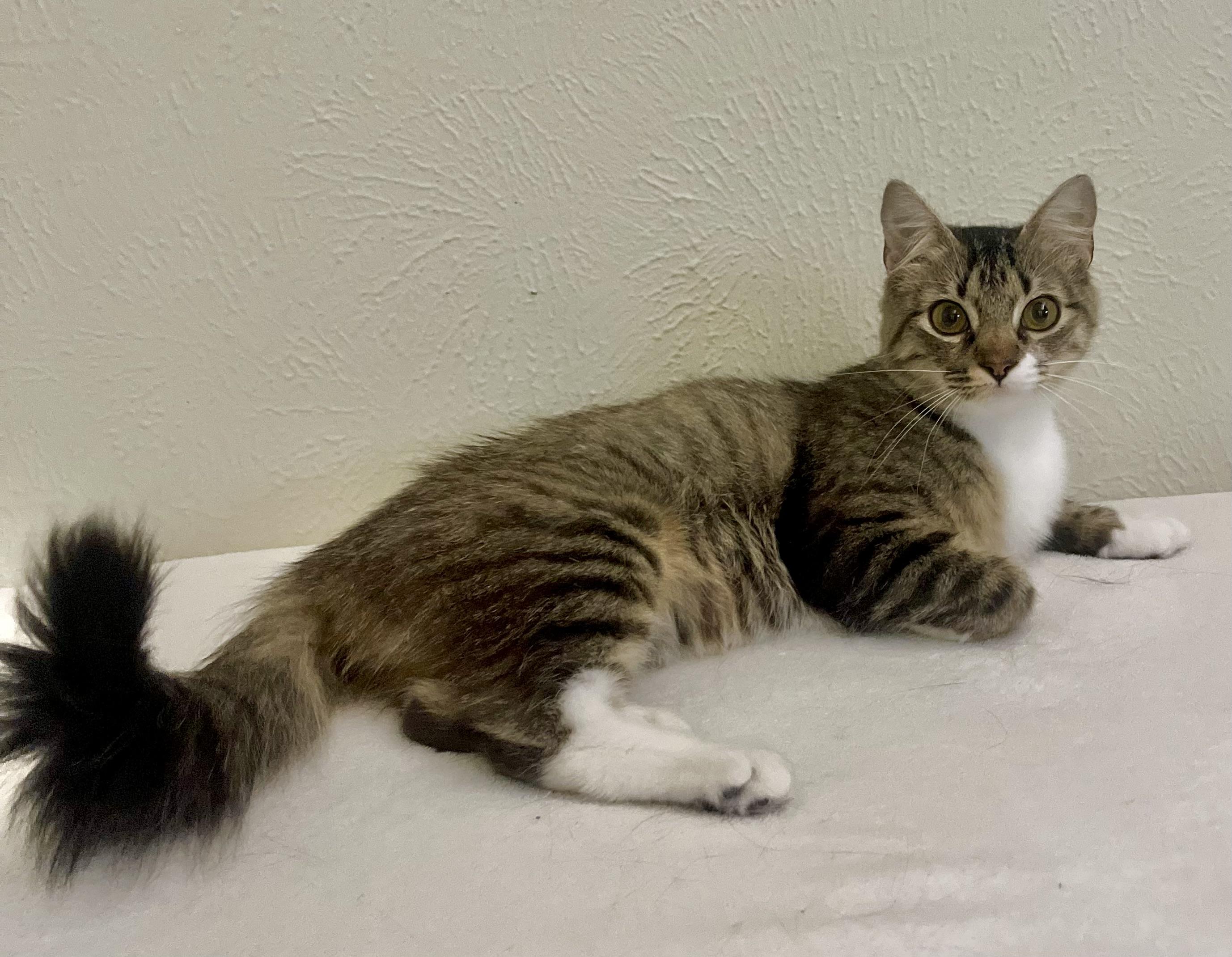 Daisy - North Conroe Petsmart
