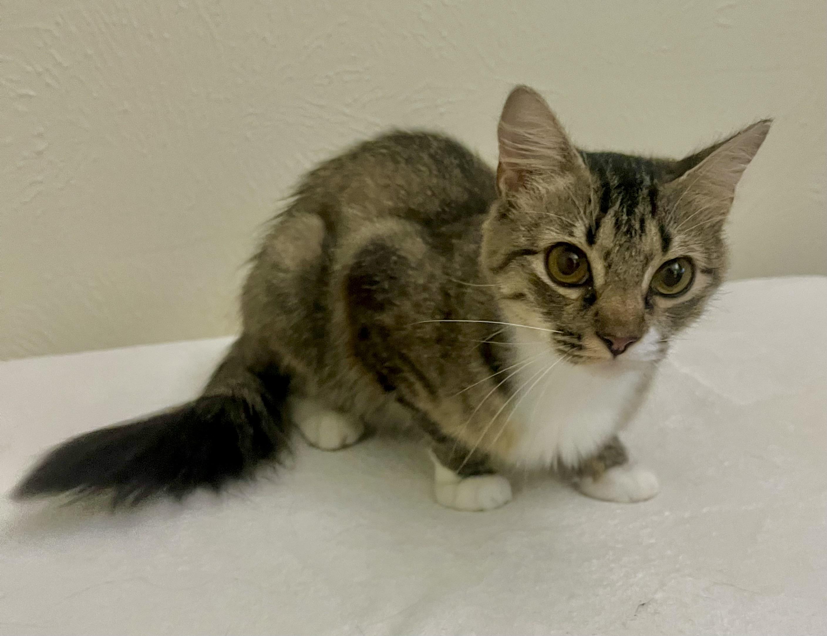 Daisy - North Conroe Petsmart