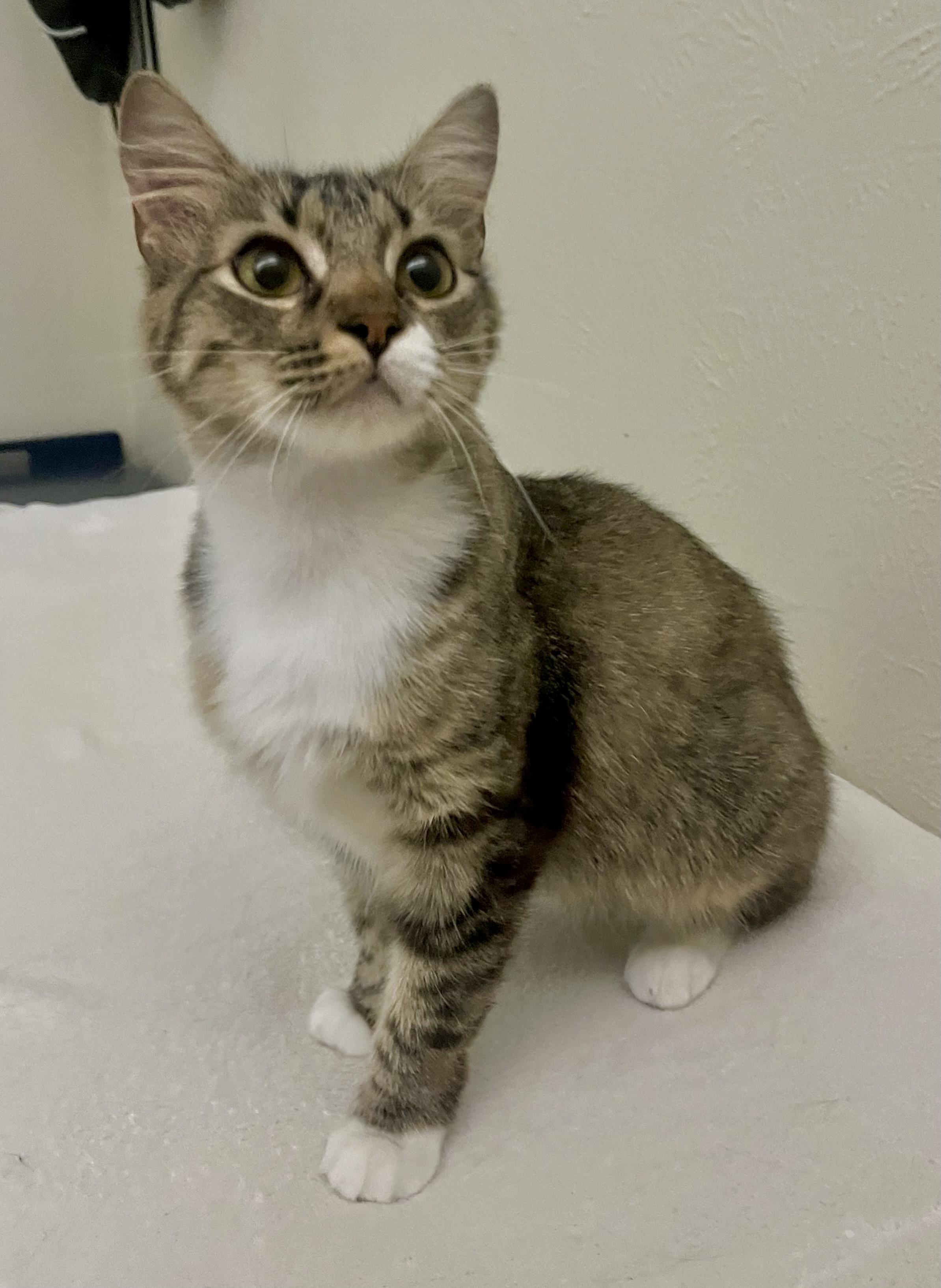 Daisy - North Conroe Petsmart