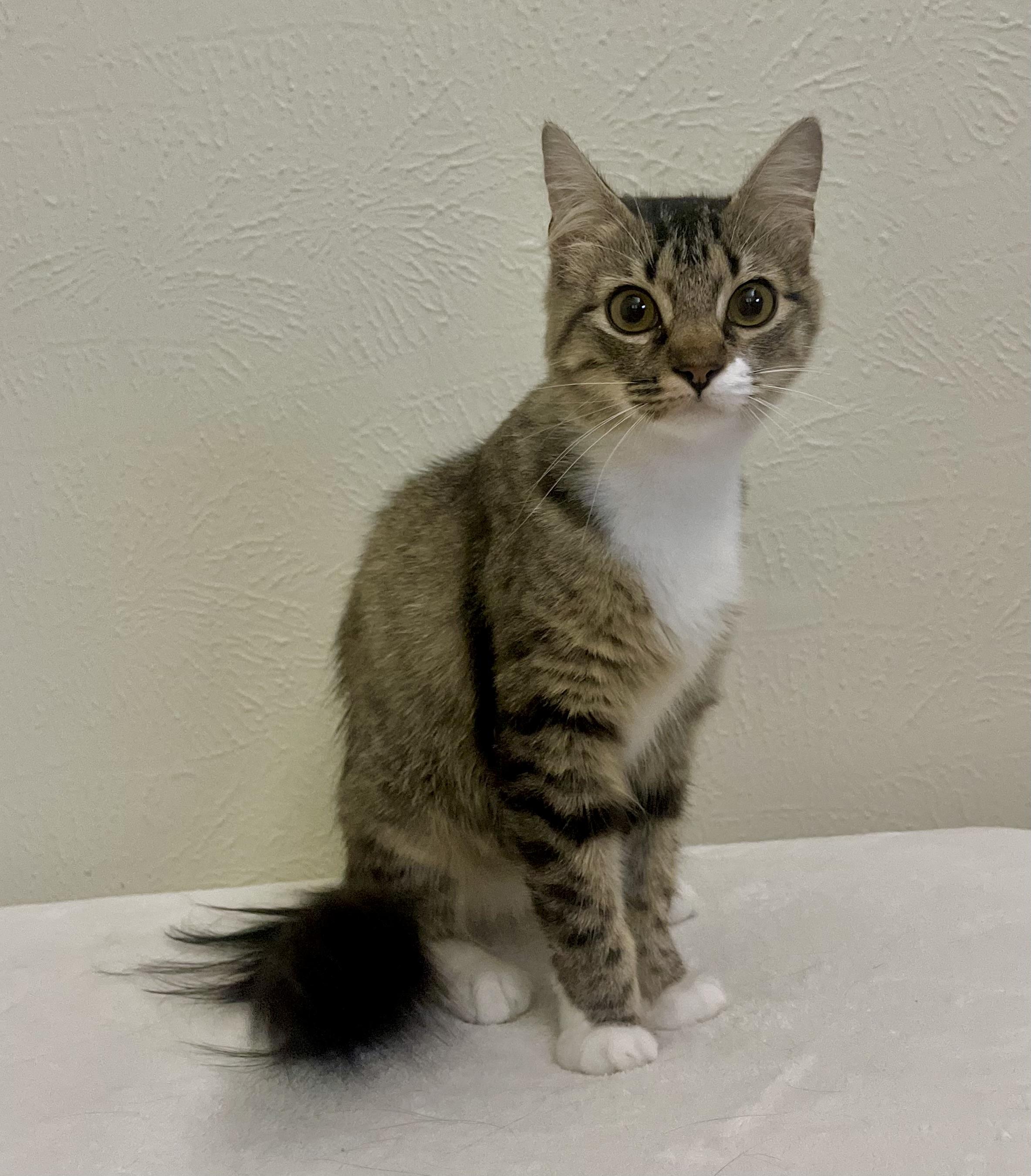 Daisy - North Conroe Petsmart