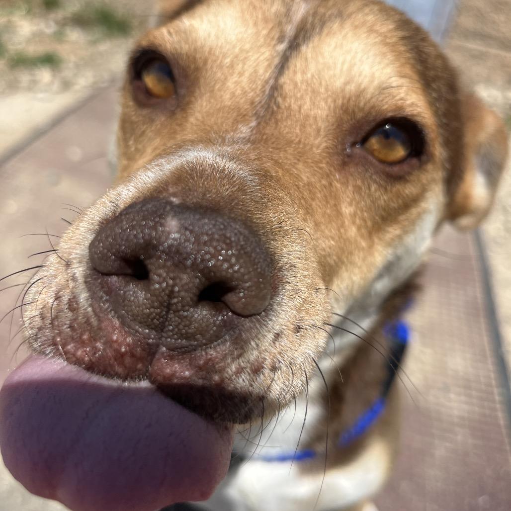 Zia, Adoptable, Adult Female Coonhound & Mixed Breed.