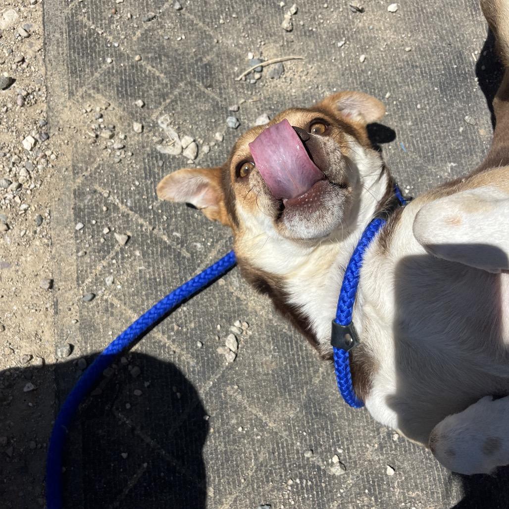 Enlarge Zia, a Adoptable mixed breed in Taos, NM image 3/5