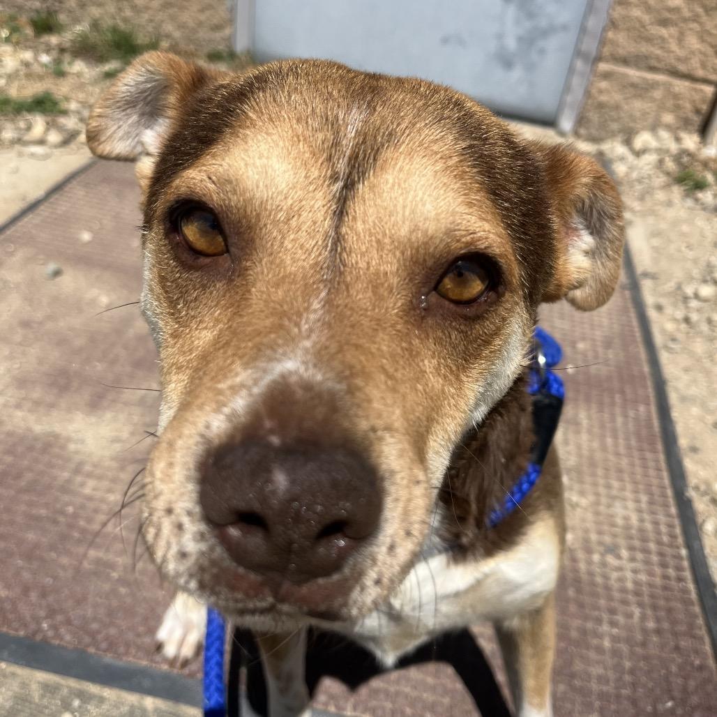 Enlarge Zia, a Adoptable mixed breed in Taos, NM image 5/5