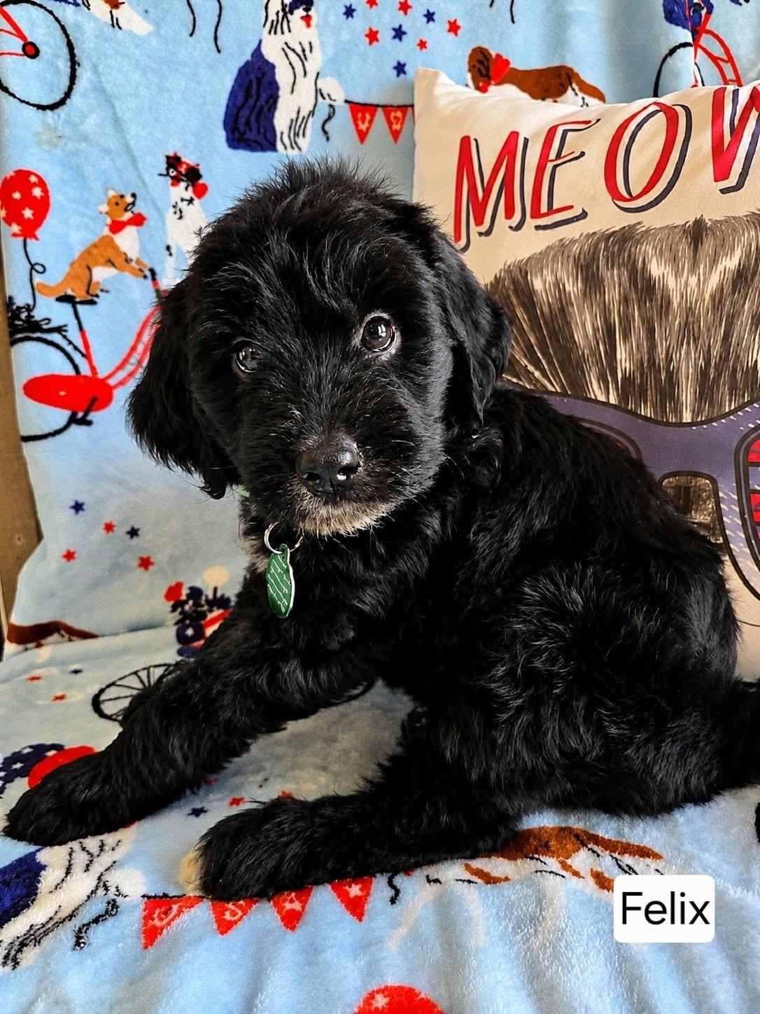 Enlarge Felix, an adopted mixed breed in St. Clairsville, OH image 1/1
