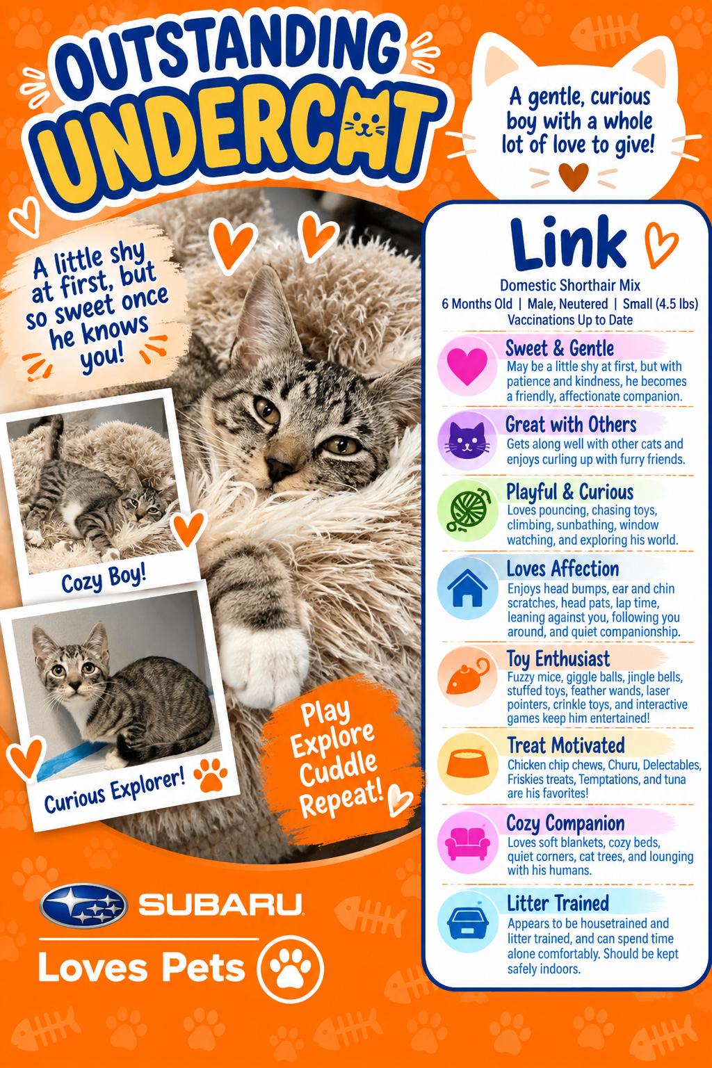 Link, Adoptable, Kitten Male Domestic Short Hair.