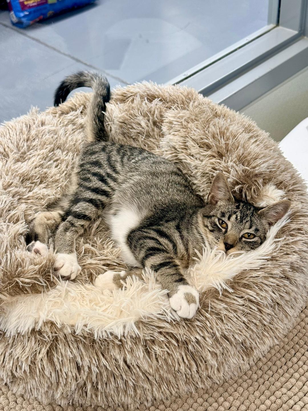 Link, an adoptable Domestic Short Hair in Winter Haven, FL image 2/5