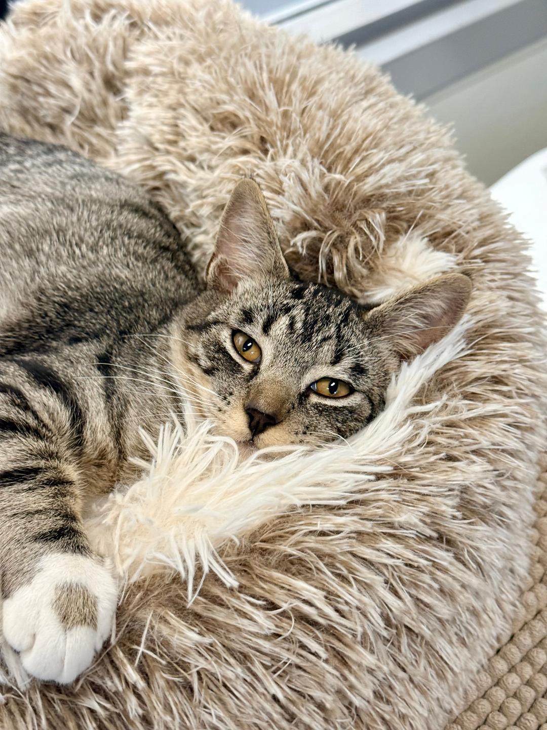Link, an adoptable Domestic Short Hair in Winter Haven, FL image 3/5