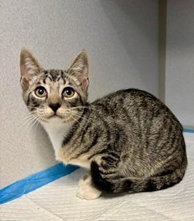 Link, an adoptable Domestic Short Hair in Winter Haven, FL image 4/5